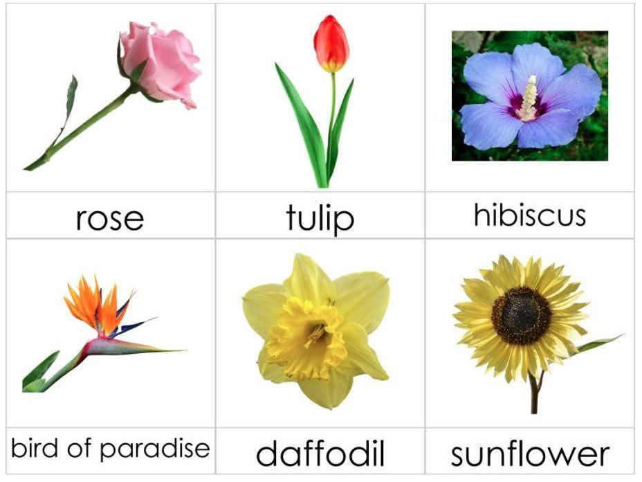 Safari Ltd Flowers Toob