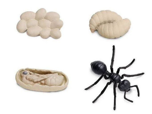 SAFARI LTD LIFE CYCLE OF AN ANT SAFARIOLOGY - Learn Grow Play