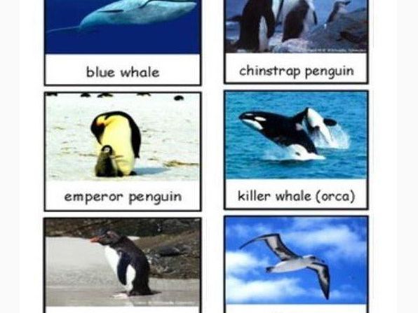 Safari Ltd Antarctica Toob