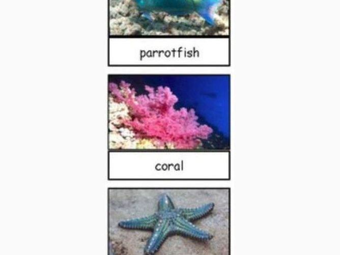 Safari Ltd Coral Reef Toob