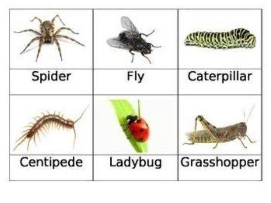 Safari Ltd Insects Toob