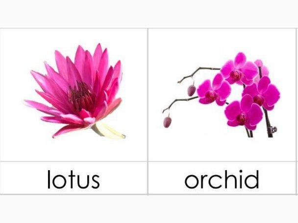 Safari Ltd Flowers Toob