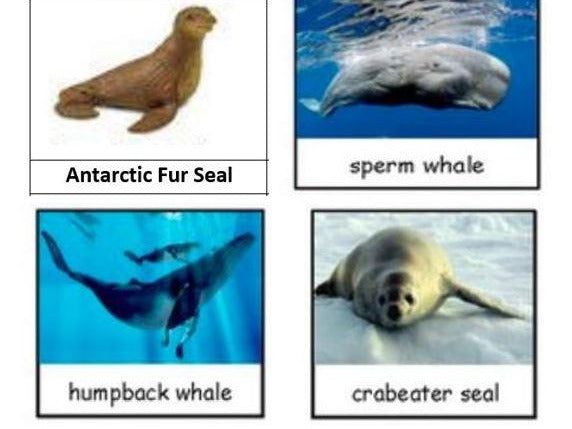 Safari Ltd Antarctica Toob