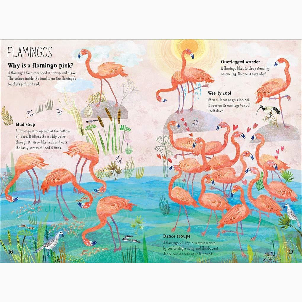 Big Book of Birds, The