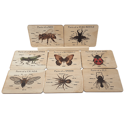 Bug Anatomy Cards Set of 8